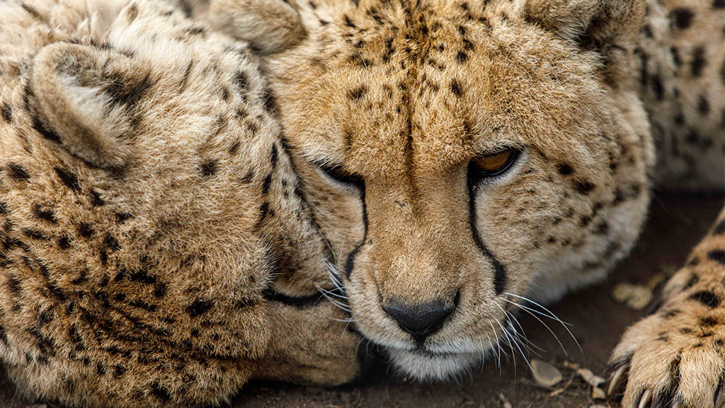 Two cheetah cub cuddling each other
