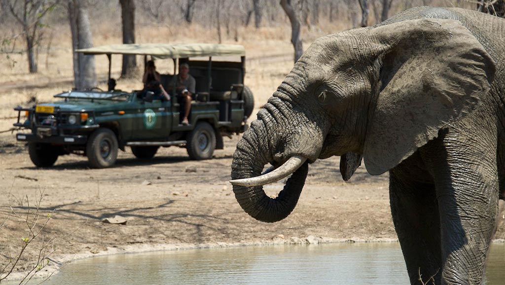 On a self-drive with a guide close-up of an elephant at the watering hole