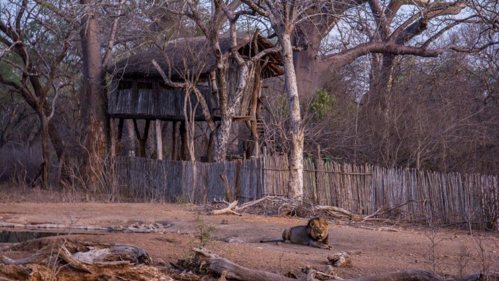 Nakamba Hide Sleep-Out with a Lion in the foreground