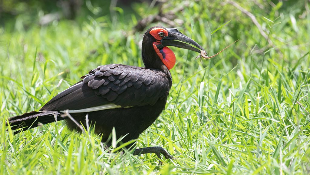 WIld Bird with prey in its mouth walking in the bush