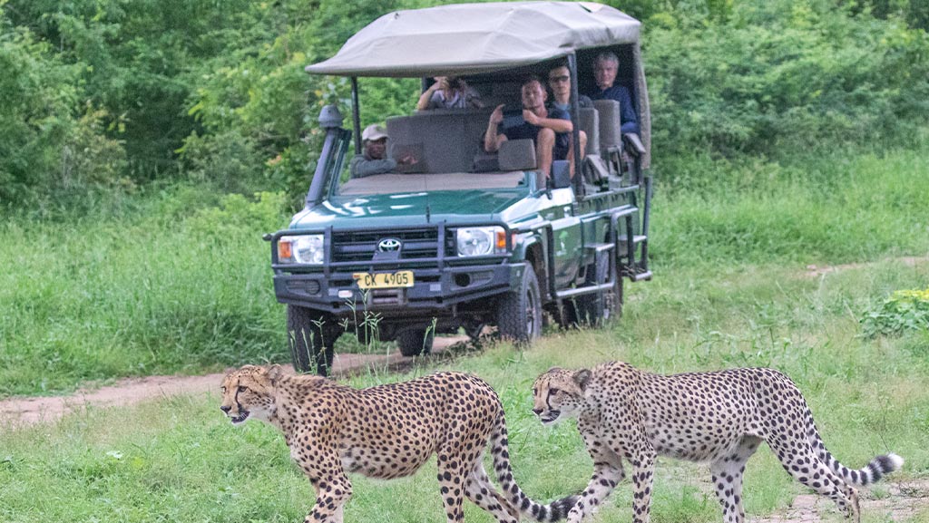 Game Drive with 2 cheetahs in the wild