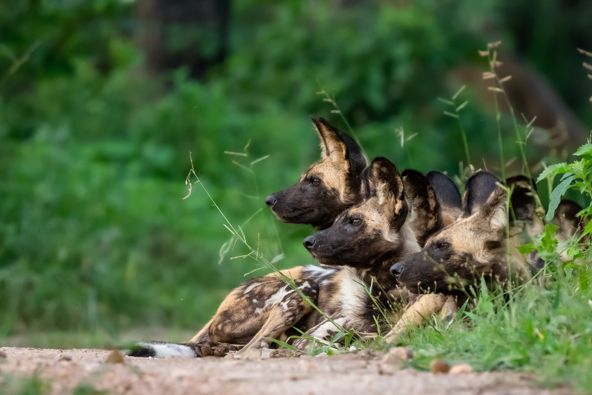 Wild dogs sitting by the side of the road in Majete Wildlife Reserve